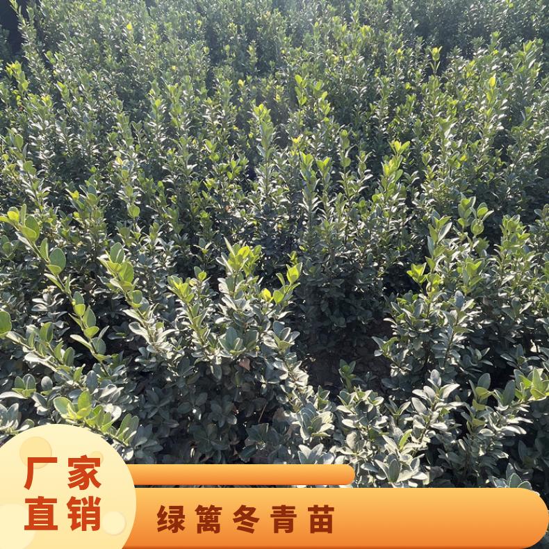 供應(yīng)灌叢株高50cm大葉黃楊苗露地2年觀葉綠籬冬青苗