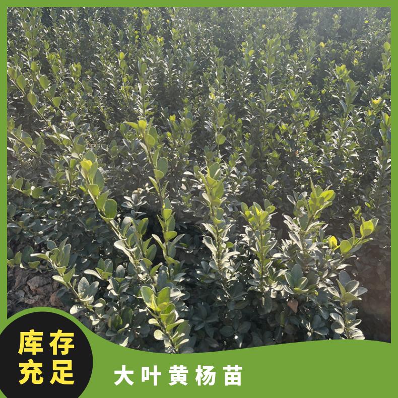 基地供應現(xiàn)挖出售60公分大葉黃楊苗可帶土球