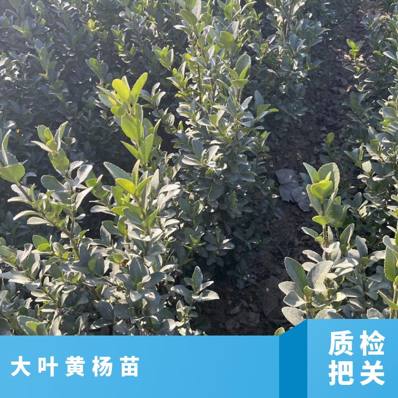 大葉黃楊苗冬青小苗綠化苗木基地種植華海苗圃色塊