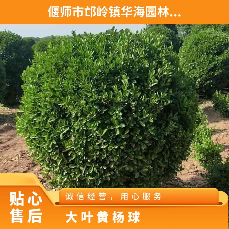 常綠冬青球大葉黃楊毛球苗圃綠化灌木綠化植物