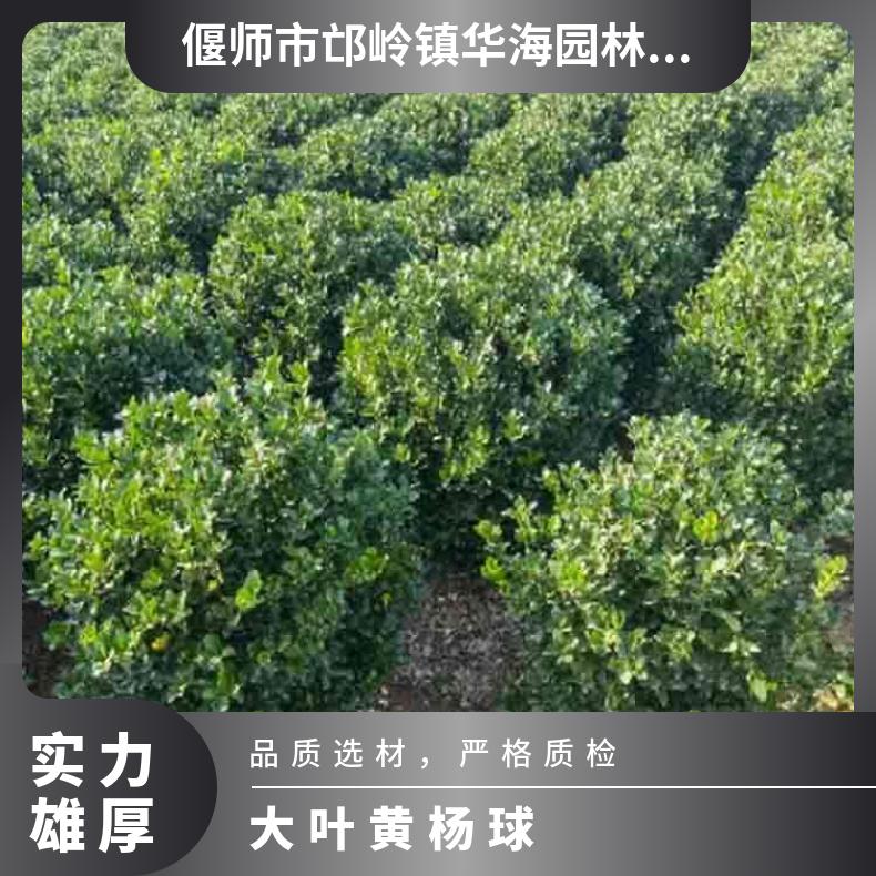 80公分大葉黃楊毛球園林景區(qū)綠化植物四季常青耐寒耐旱