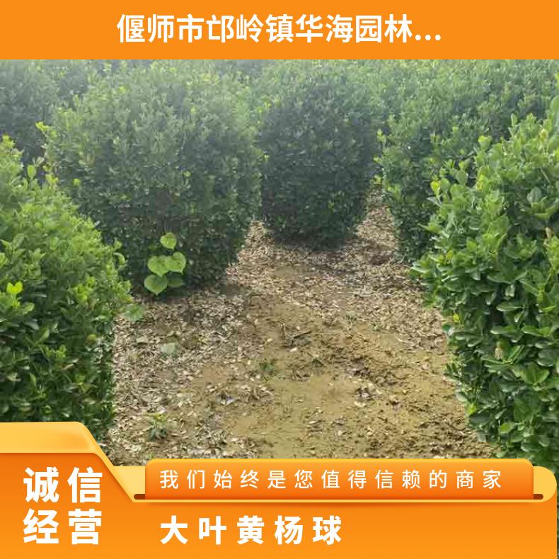 華海1.2米大葉黃楊球常綠耐寒耐旱土球直徑30cm