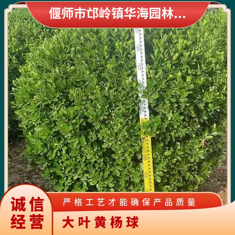 100cm-200cm高大葉黃楊供應(yīng)庭院綠植大葉黃楊球筆直挺拔帶土球