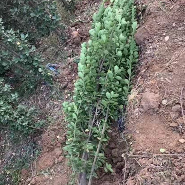 大量供應(yīng)綠化工程用北海道黃楊枝條筆直帶土球