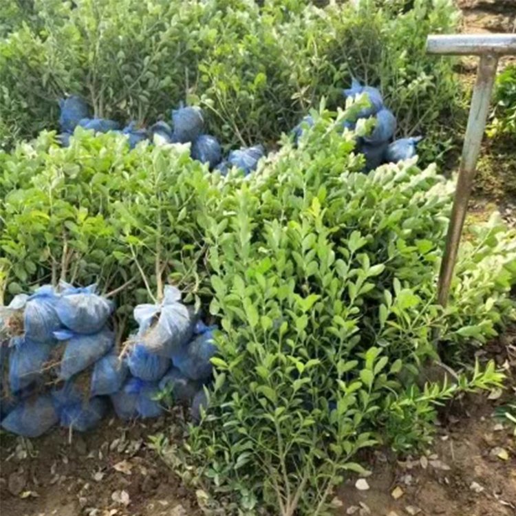 大葉黃楊球本地苗毛球凈球黃楊毛球小苗獨(dú)桿樹苗均有出售