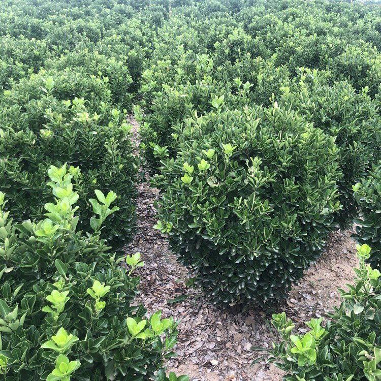 出售80cm大葉黃楊球華海冬青球各種冠幅尺寸可現(xiàn)場挖苗