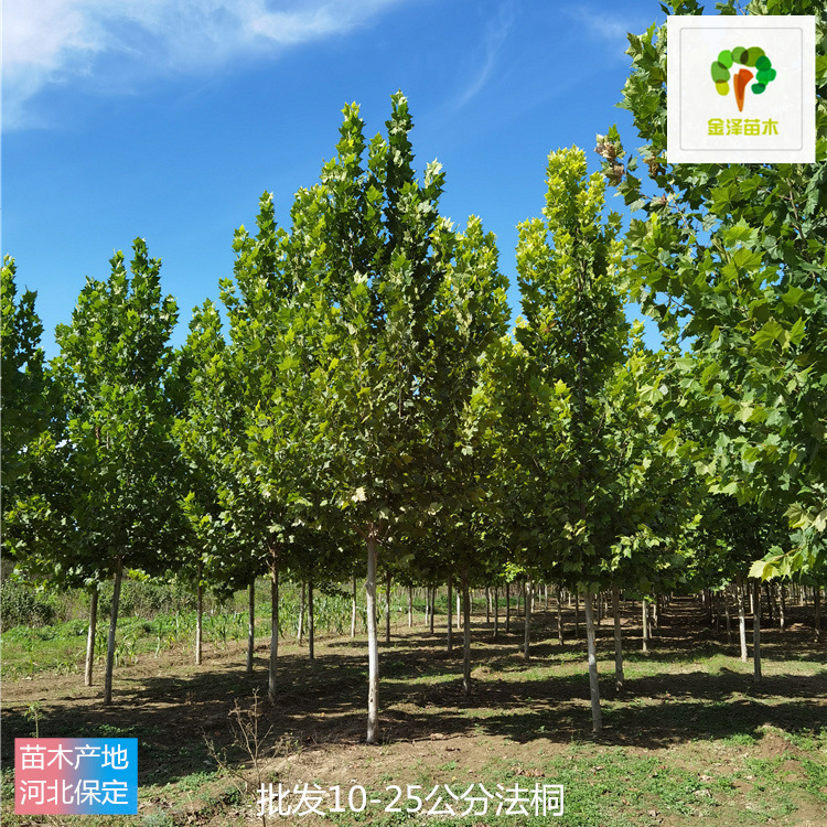 出售法桐-基地加農(nóng)戶-金澤苗木-技術(shù)指導-產(chǎn)地優(yōu)勢