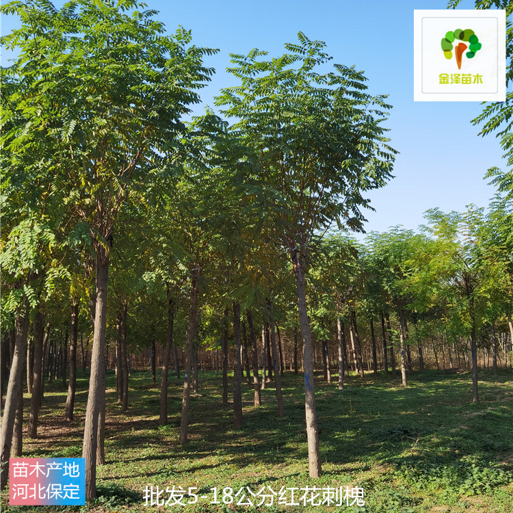 園林綠化-金澤苗木-鮮活易養(yǎng)-緩苗快-6公分紅花刺槐