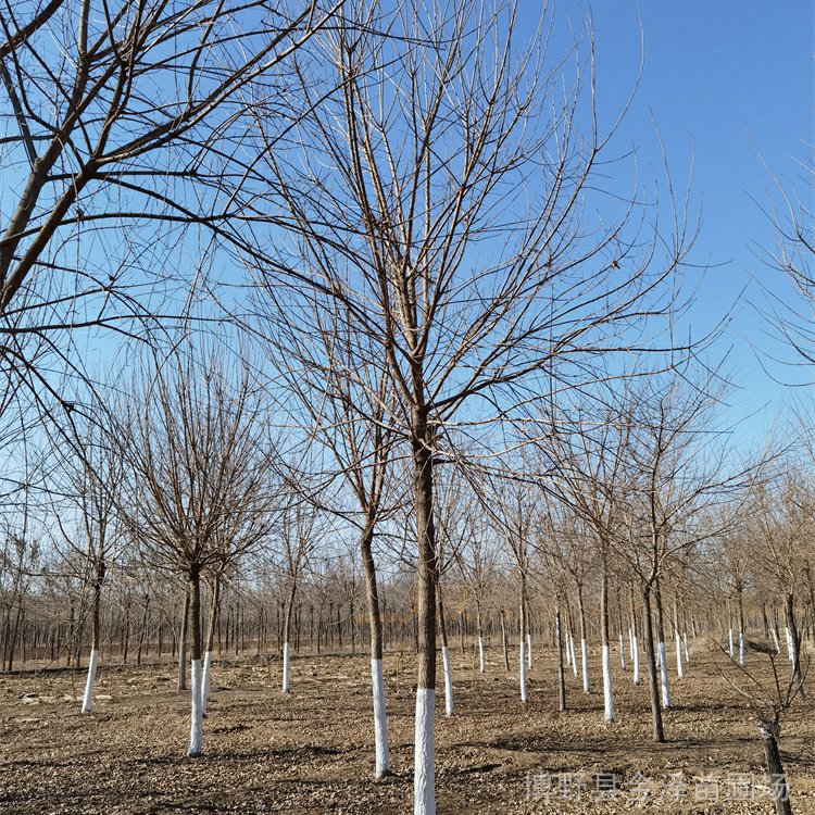 9公分五角楓-種植基地-苗木產(chǎn)業(yè)-大冠幅-苗圃好貨