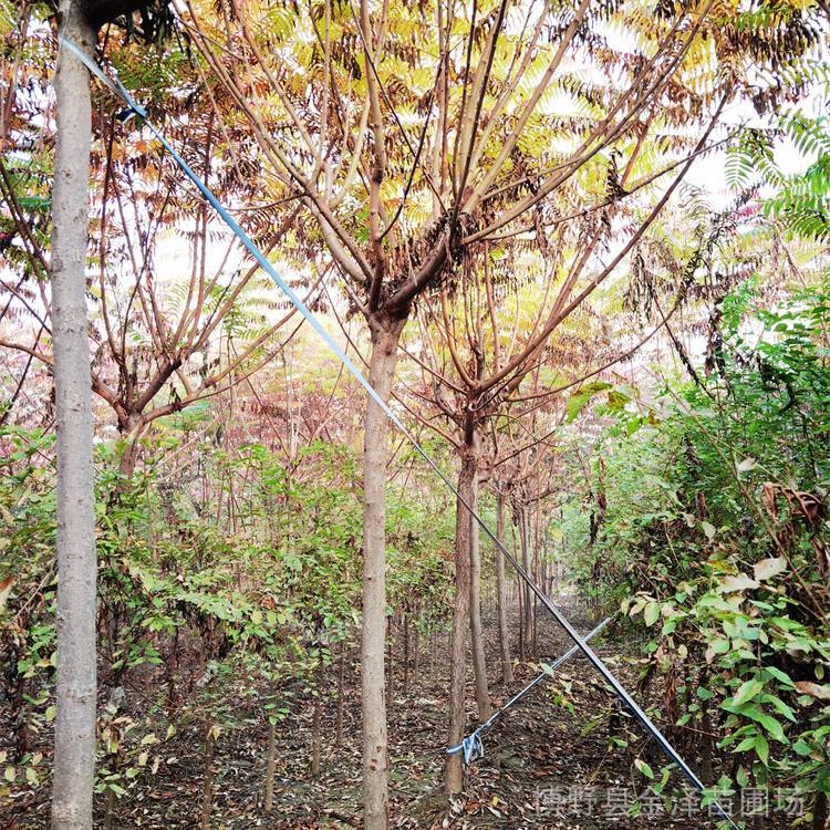火炬樹苗-長期銷售-金澤苗圃場-苗圃貨源-無病蟲害