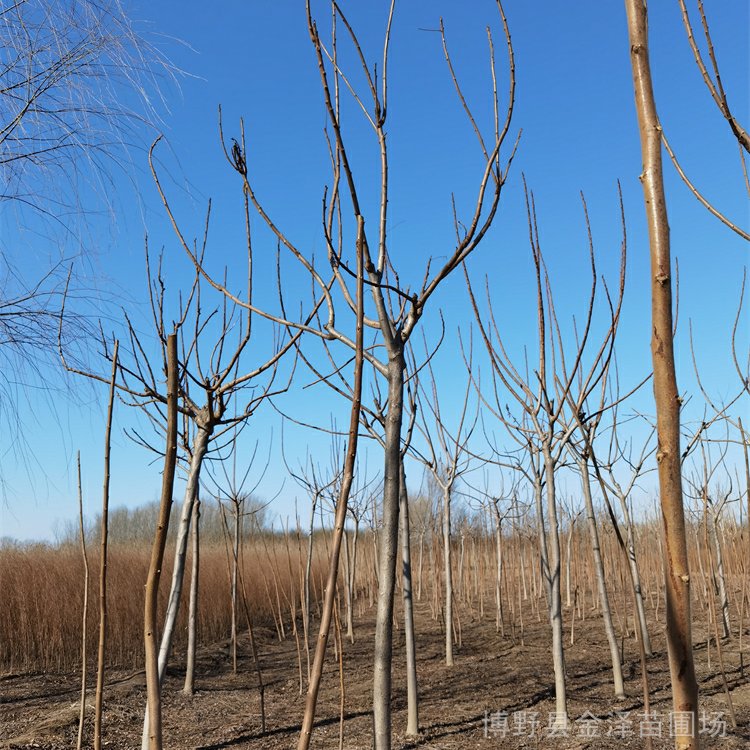 金澤苗圃場-樹苗廠家-供應(yīng)火炬樹-規(guī)模大-大量現(xiàn)貨
