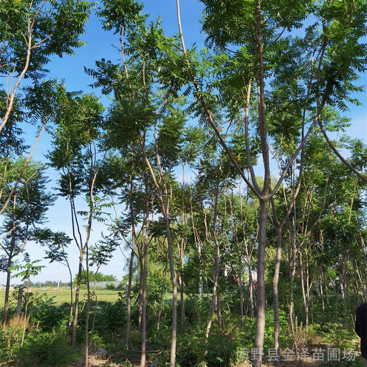 金澤苗圃場(chǎng)-城市綠化-8公分火炬樹-大冠幅-性價(jià)比強(qiáng)