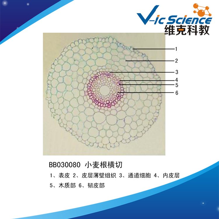 小麥根橫切植物類裝片根及根的變態(tài)動植物切片標(biāo)本顯微鏡玻片