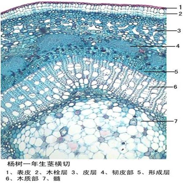 楊樹(shù)一年生莖橫切植物類裝片莖及莖的變態(tài)動(dòng)植物切片顯微鏡用